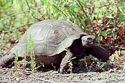 Picture 'Eq1_06_21 Giant Tortoise, Tortoise, Galapagos, Isabella, Urbina Bay'